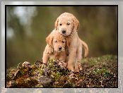 Golden retrievery, Dwa, Szczeniaki