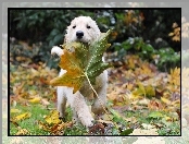 Golden Retriever, Liść, Klonu