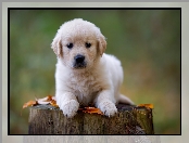 Liście, Golden, Słodki, Pień, Drzewa, Szczeniaczek, Retriever