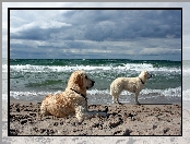 Morze, Golden Retriever, Dwa, Straży, Plaża, Psy, Na