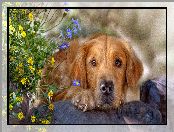 Golden retriever, Grafika, Pies, Kwiaty