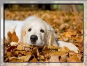 Golden Retriever, Jesień, Pies, Liście