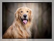 Golden retriever, Jęzor, Pies, Uśmiech