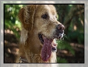 Golden, Język, Pies, Retriever