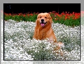Golden, Kwiatki, Pies, Retriever