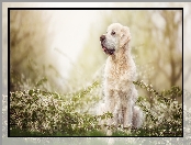 Golden retriever, Kwiaty, Pies, Gałązki