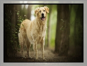 Golden retriever, Las, Pies, Drzewa