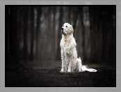 Pies, Golden retriever