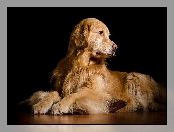 Golden retriever, Pies, Leżący