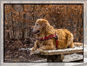 Golden retriever, Szelki, Pies, Ławka