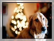 Golden Retriever, Światełka, Pies, Choinka