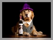 Golden Retriever, Wino, Pies, Butelka