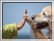 Golden Retriever, Ręka, Piesek, Łapa