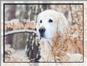 Golden, Retriever