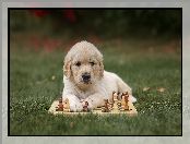 Pies, Golden retriever, Szachy, Szczeniak