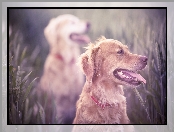 Rozmycie, Golden, Retriever