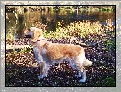 Rzeka, Golden Retriever