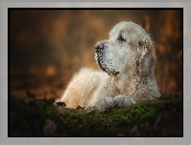 Smutny, Golden retriever