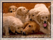 Golden Retriever, Suczka, Szczenięta