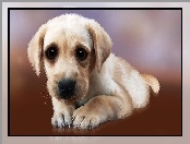 Golden retriever, Szczeniaczek, Pazurki