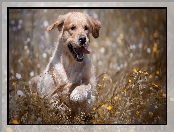 Golden retriever, Kwiaty, Szczeniak, Łąka