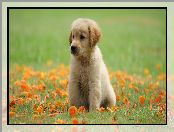 Golden retriever, Liście, Szczeniak, Łąka