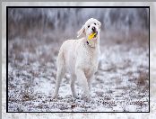 Golden retriever, Śnieg, Szczeniak, Zabawka