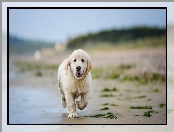 Golden retriever, Woda, Szczeniak, Plaża