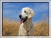 Golden Retriever, Trawa, Niebo