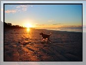 Golden Retriever, Plaża, Wschód Słońca