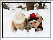 Golden Retriever, Szczeniaki, Śnieg, Zima, Psy
