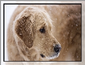 Golden Retriever, Zwierzęta, Pies