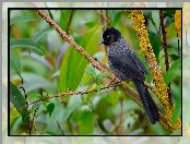 Ptak, Goleńczyk ciemny, Liście, Gałązka