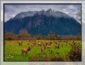 Chmury, Stany Zjednoczone, Stado, Góra, Stan Waszyngton, Snoqualmie Valley Trail, Polana, Mount Si, Łosie