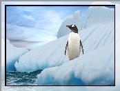 Pingwin, Góra lodowa