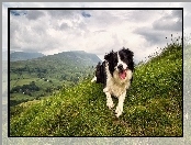 Góry, Niebo, Border Collie, Zachmurzone