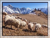 Kościół, Gruzja, Cminda Sameba, Gergeti, Góry, Góra, Świętej Trójcy, Owce, Kazbek, Klasztor