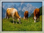 Góry, Trawa, Krowy, Alpy