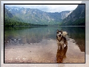 Siberian Husky, Woda, Góry
