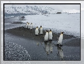 Góry Lodowe, Zima, Pingwiny