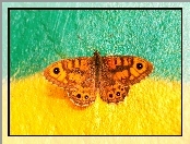 Graffiti, Motyl, Osadnik megera