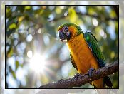 Grafika AI, Ara, Papuga, Żółto-zielona, Gałąź, Promienie słońca