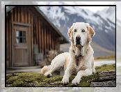 Labrador retriever, Pies, Grafika AI, Góry