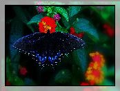 Kwiaty, Granatowy, Motyl