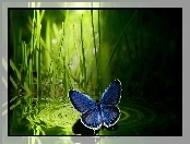 Trawa, Granatowy, Motyl