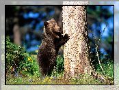 Krzewy, Grizzly, Drzewo