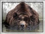 Grizzly, Woda