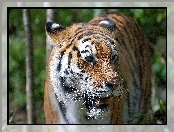 Zoo, Groźny, Tygrys