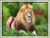 Zielona, Grzywa, Trawa, Leżący, Lew