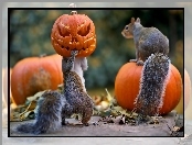 Dynie, Halloween, Wiewiórki